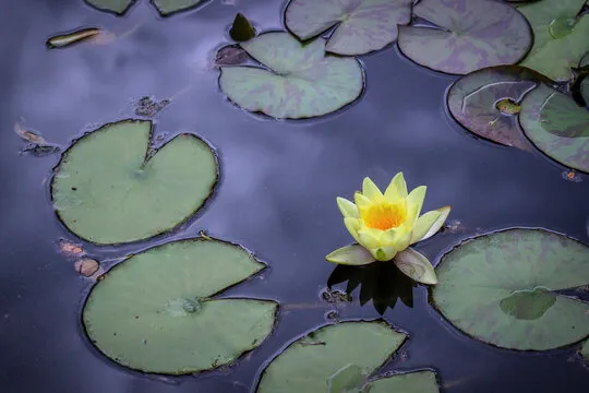 号码分布图示例